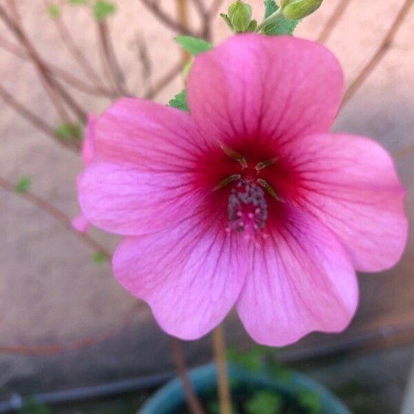 Anisodontea capensis Flors