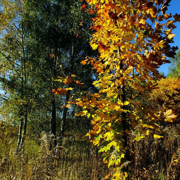 Acer platanoides Агульны выгляд