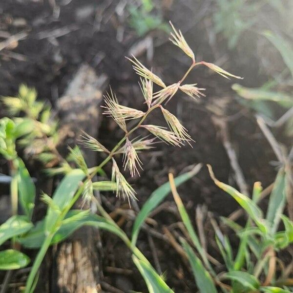 Dinebra retroflexa Flower