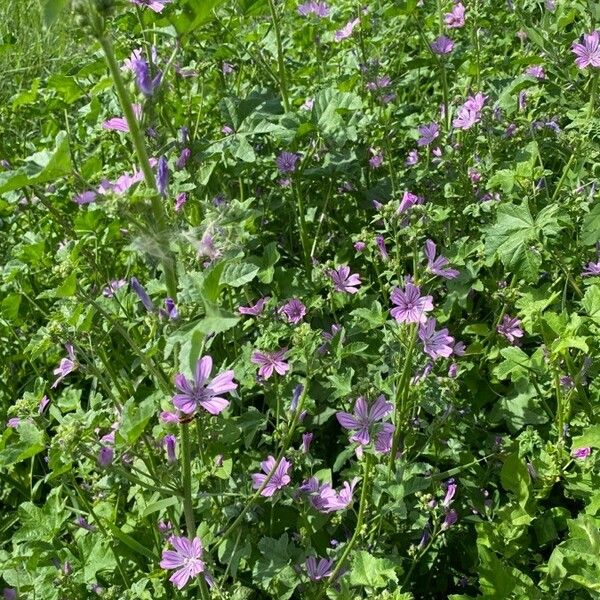 Malva sylvestris Flower