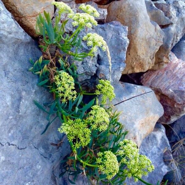 Crithmum maritimum 花