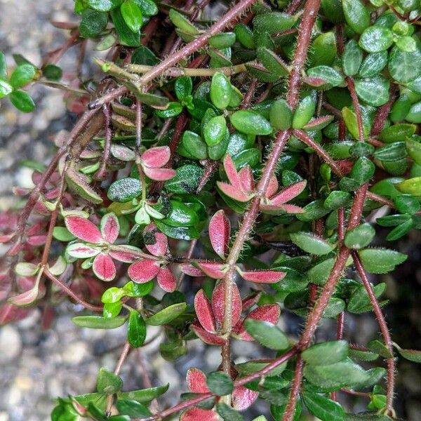 Peperomia verticillata Folio