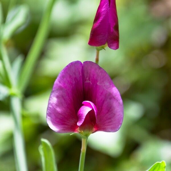 Lathyrus tingitanus Blüte