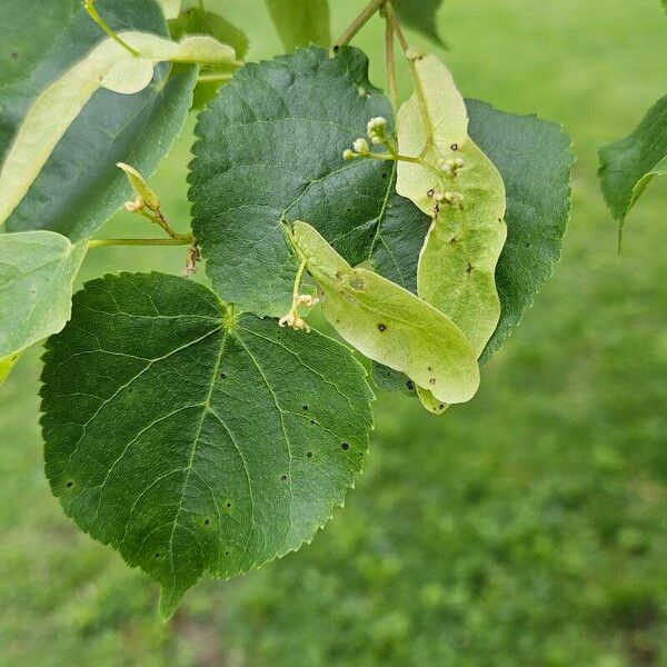 Tilia cordata Blad