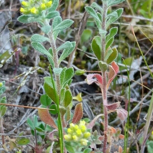 Alyssum simplex Õis