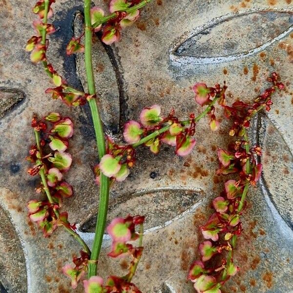 Rumex thyrsoides ഫലം