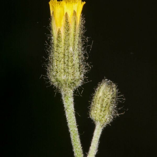 Hieracium triste Flower