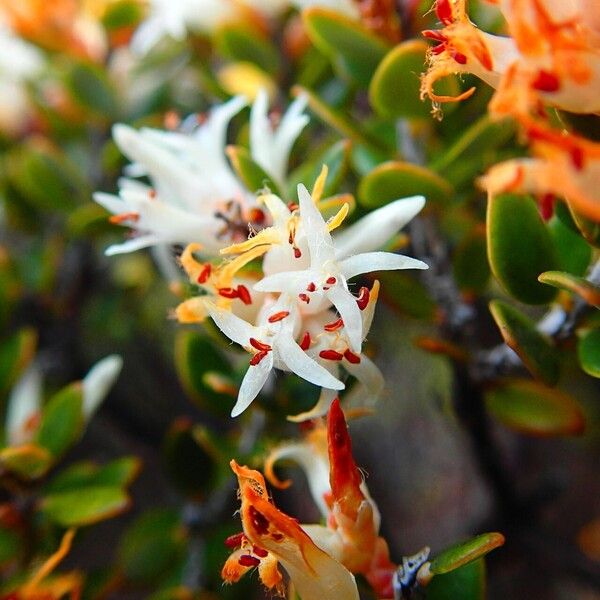 Cyathopsis floribunda Blüte