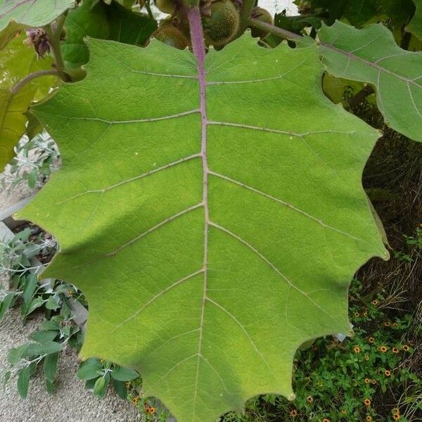 Solanum quitoense Leaf