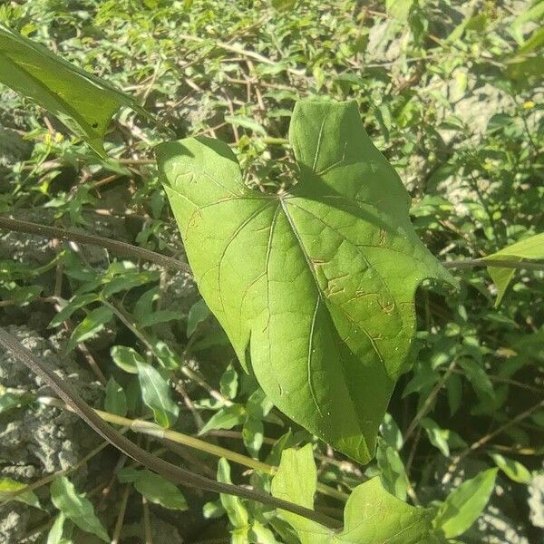Ipomoea hederifolia Φύλλο