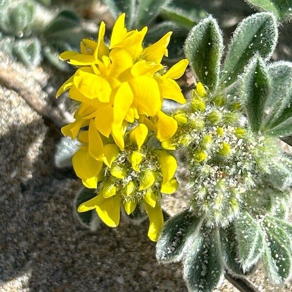 Medicago marina Floro