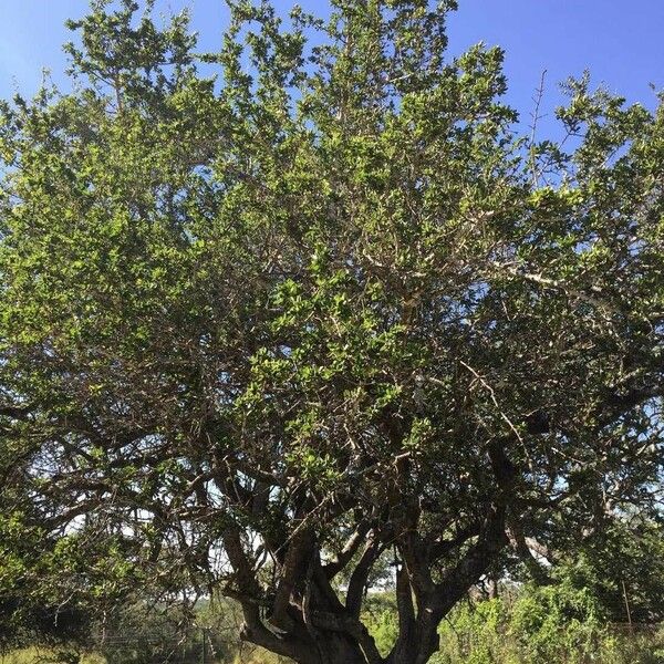 Strychnos madagascariensis Habitat