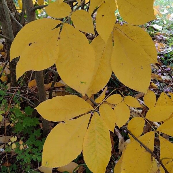 Carya ovata Φύλλο