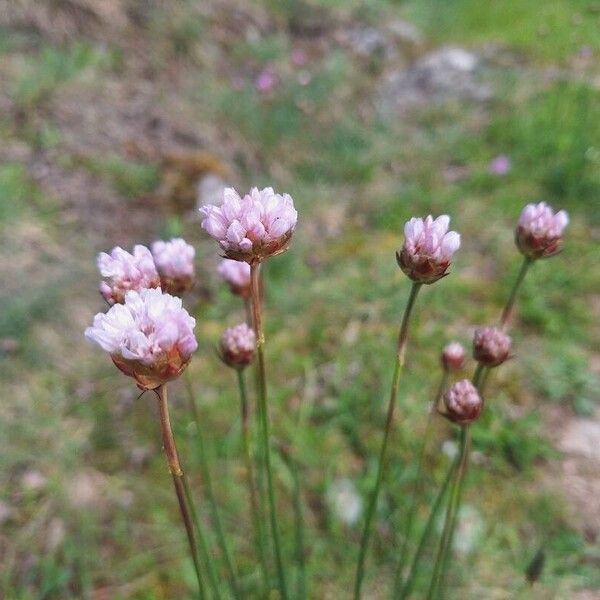 Armeria arenaria Цвят