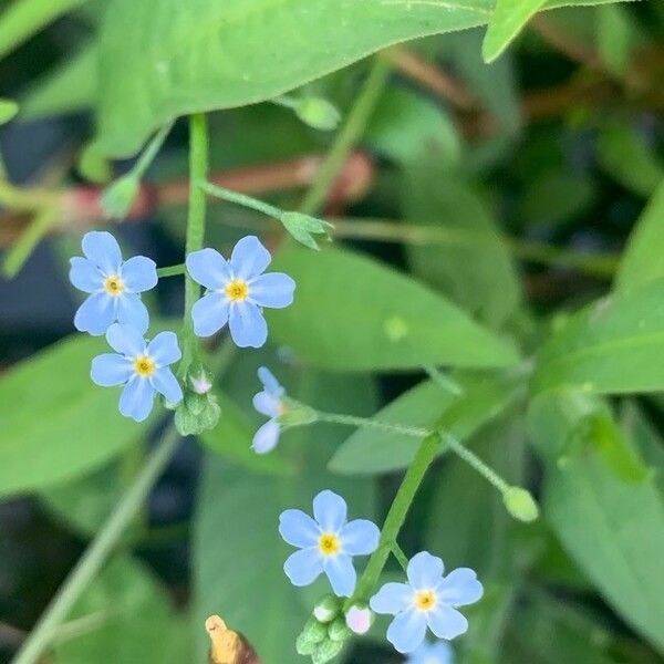 Myosotis scorpioides Blomma