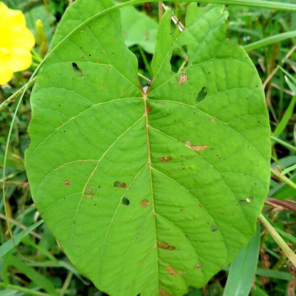 Camonea umbellata Blad