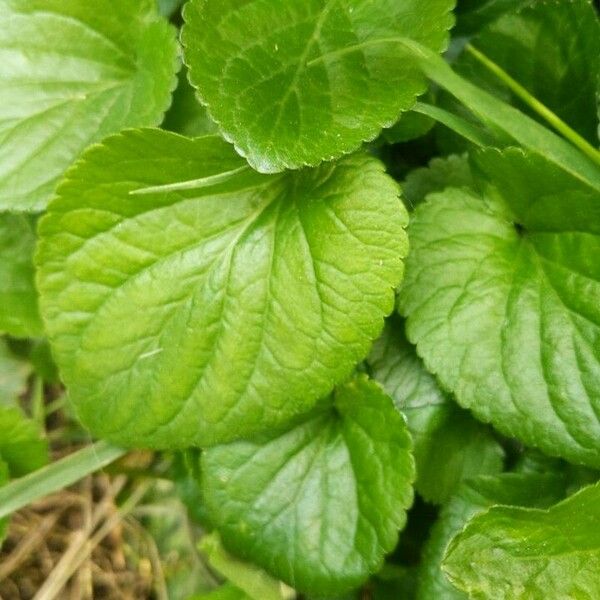 Viola odorata Leaf