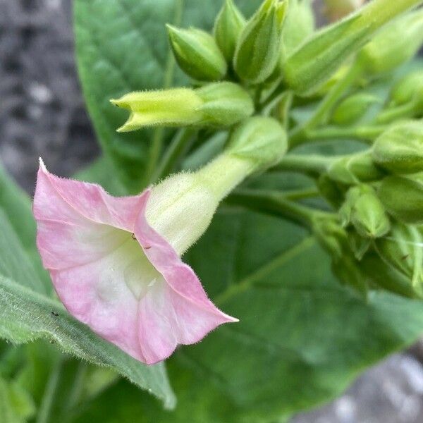 Nicotiana tabacum Flower