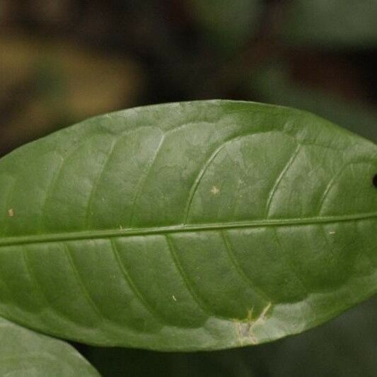 Faramea guianensis Ліст