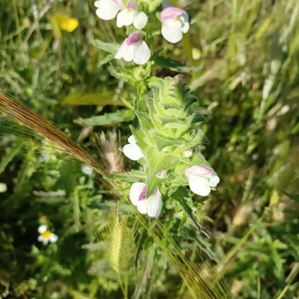 Bartsia trixago Kora