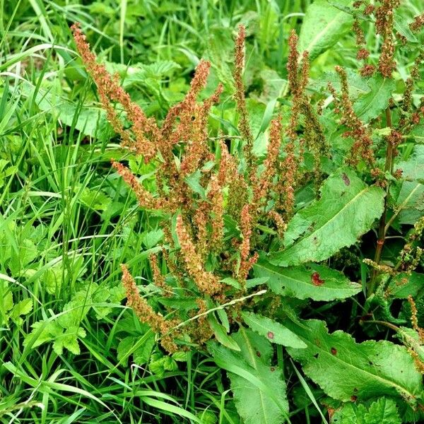 Rumex obtusifolius Blatt