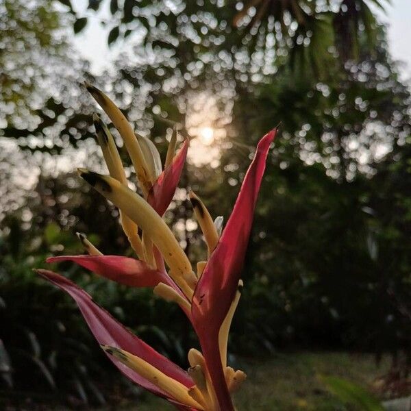 Heliconia psittacorum Çiçek