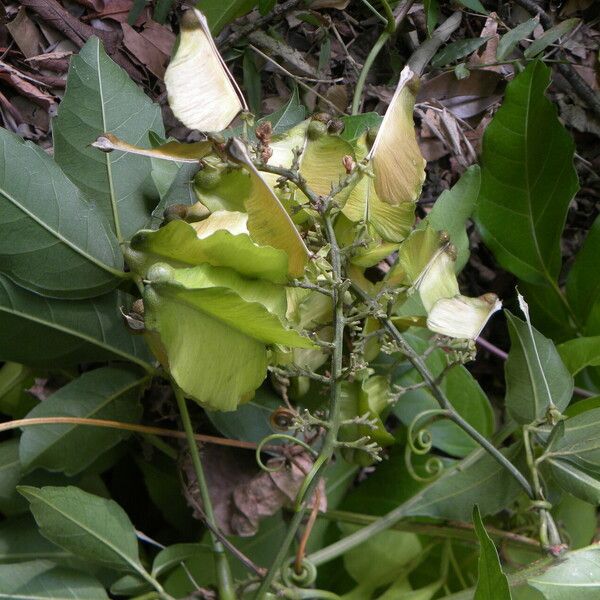 Serjania caracasana Habitatea