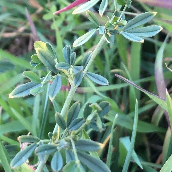 Medicago falcata Fulla