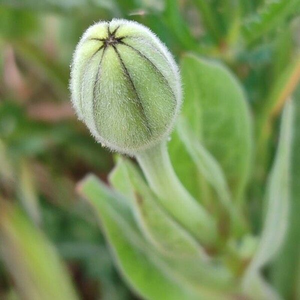 Urospermum dalechampii Други