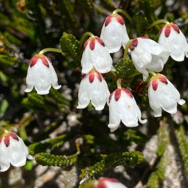 Cassiope mertensiana Fiore