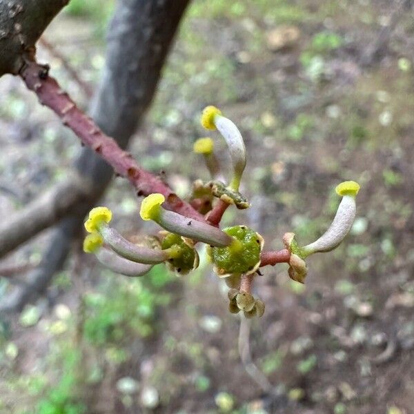 Ceratonia siliqua Flower