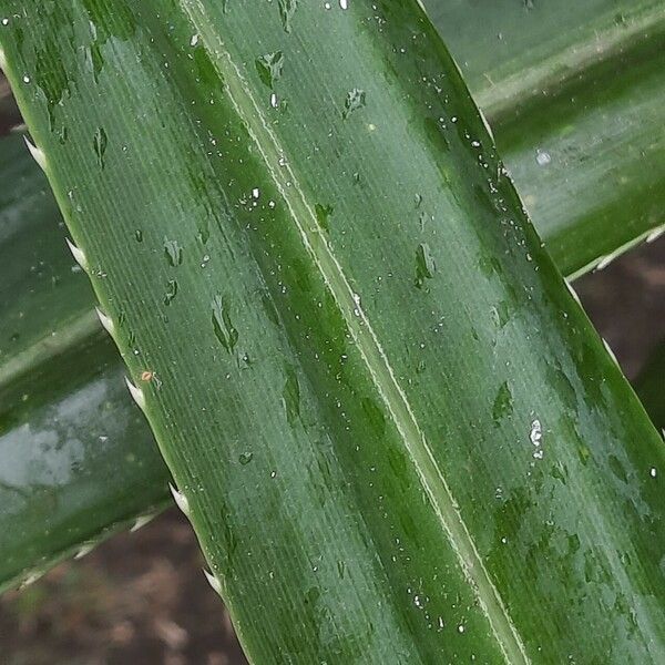 Pandanus tectorius Folha