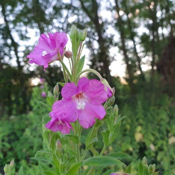 Epilobium hirsutum Květ