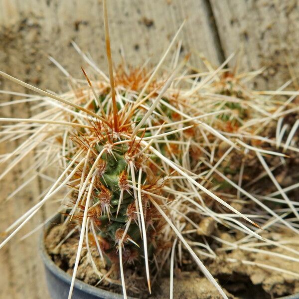 Opuntia polyacantha Habitat