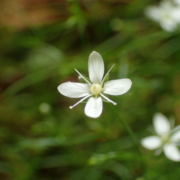 Moehringia muscosa Flor