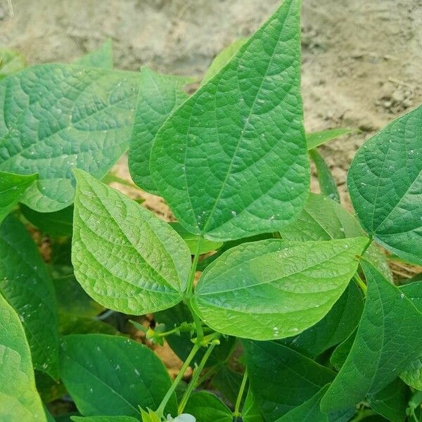 Phaseolus vulgaris ഇല