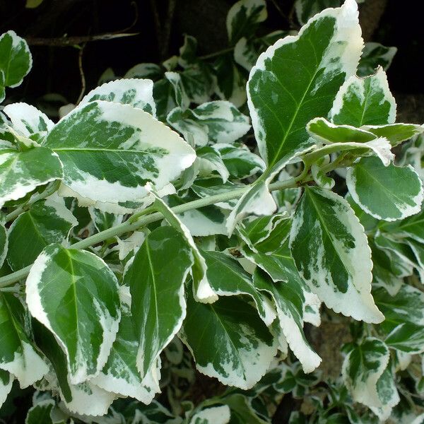 Euonymus fortunei Blad