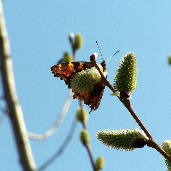 Salix caprea Flor