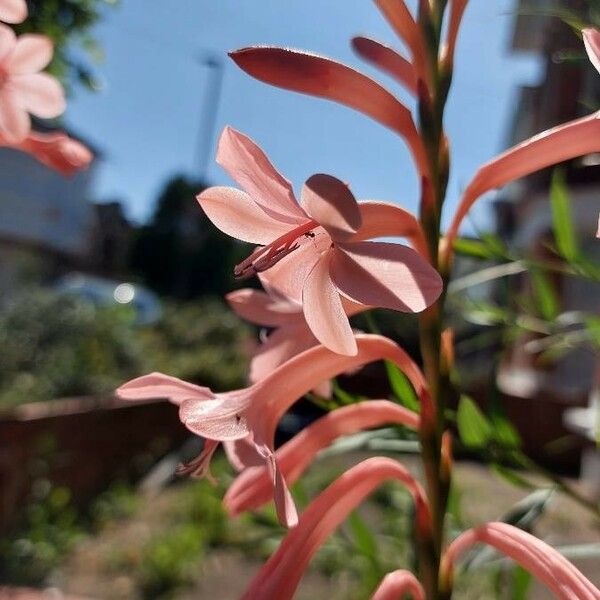 Watsonia meriana Flors