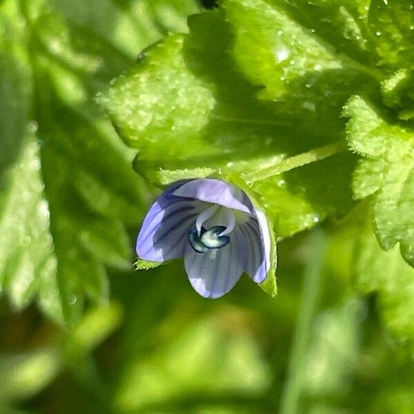 Veronica persica Flower