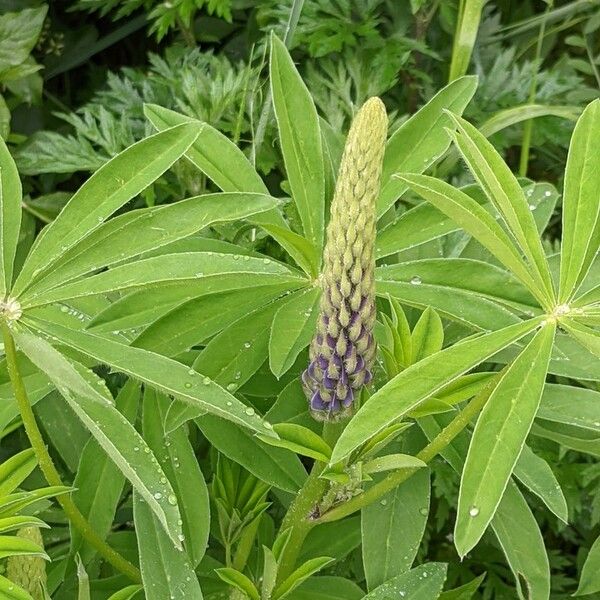 Lupinus polyphyllus Blomst