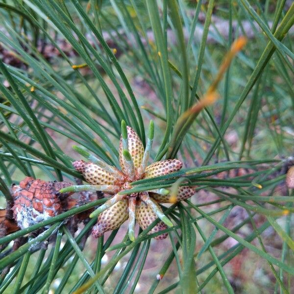 Pinus muricata Flower