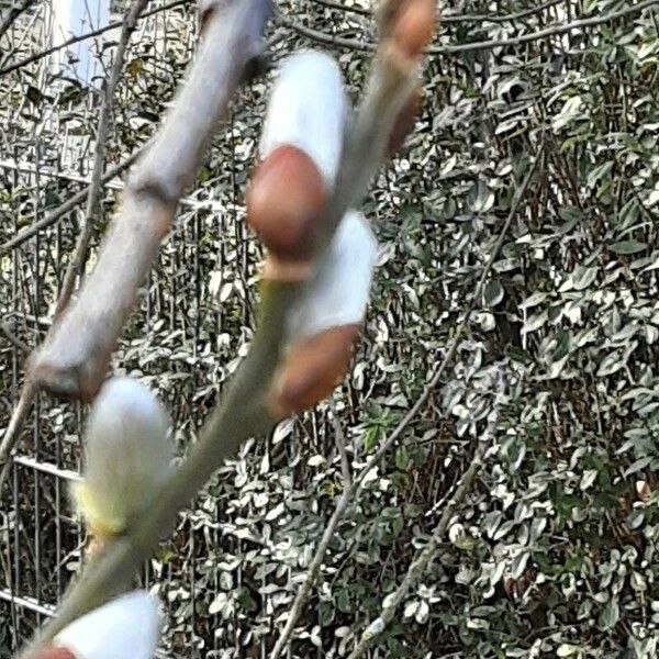 Salix caprea Blomst