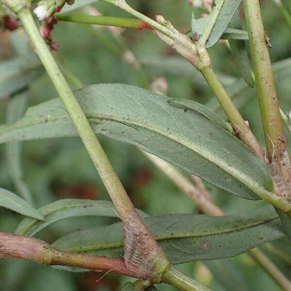 Persicaria minor Bark