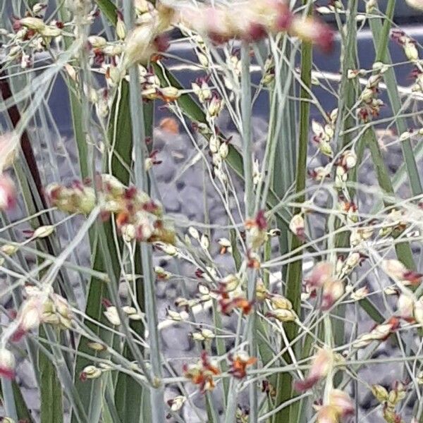 Panicum virgatum Bloem