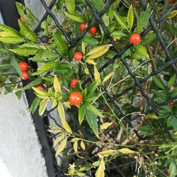 Solanum pseudocapsicum फल