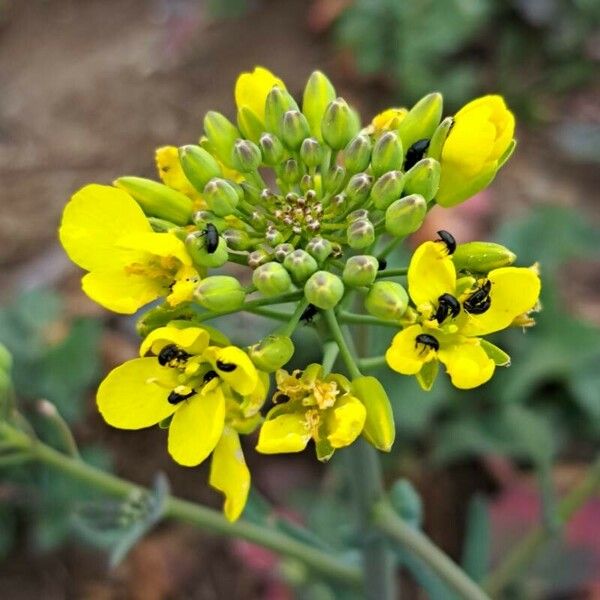 Brassica napus Virág