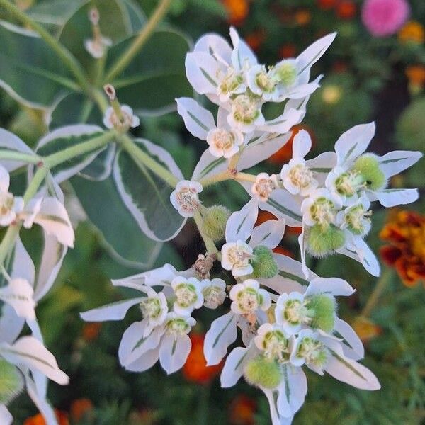 Euphorbia marginata Blomst