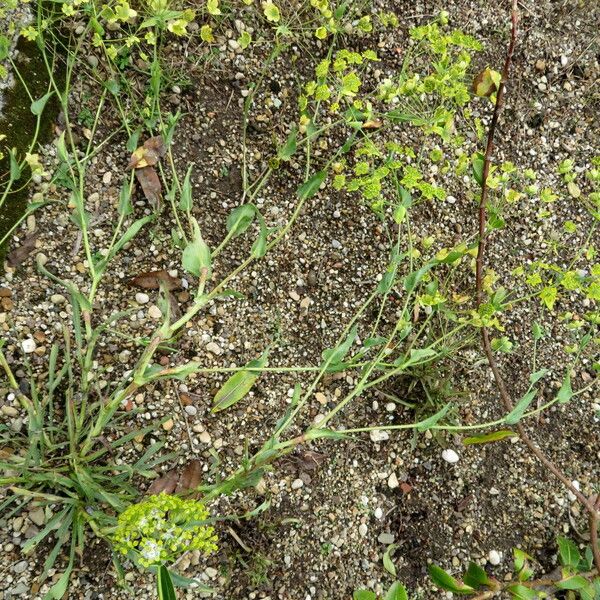 Bupleurum multinerve Habit