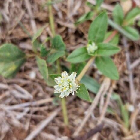 Gomphrena celosioides Flower